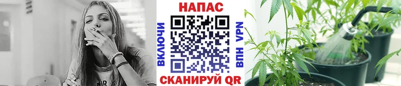 как найти   Кисловодск  Канабис Amnesia 
